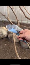 Load image into Gallery viewer, Something Blue